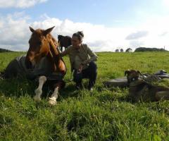 Hundebetreuung, Tierbetreuung, Pferd, Hund, Kleintier