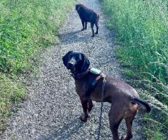 Hundetraining individuell