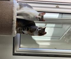 Katzensitter gesucht