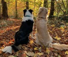 Hundepension am Elm - familär, professionell, Natur pur