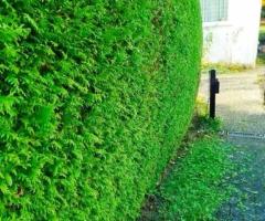Biete Gartenarbeiten in Leonberg : Rasenmähen, Hecke schneiden, Bewässerung, Rückschnitte